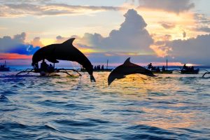 Menonton Matahari Terbit Dan Dolphin di Lovina Bali