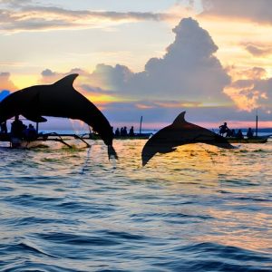 Menonton Matahari Terbit Dan Dolphin di Lovina Bali