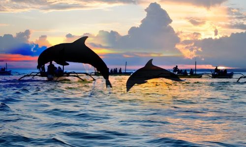 dolphin